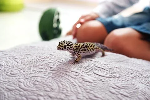 Leopard gecko explores soft surface while child interacts in a cozy indoor Stock Photos