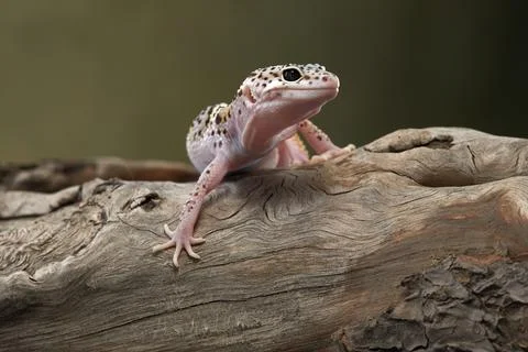 Leopard Gecko Exploring Branch Stock Photos
