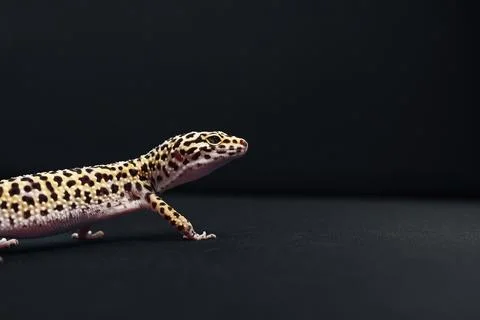 Leopard gecko exploring a dark surface in a serene indoor environment Stock Photos