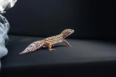 Leopard gecko exploring a dark surface next to relaxed human clothing in a cozy Stock Photos