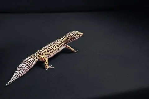 Leopard gecko exploring dark surface with unique patterns and graceful movement Stock Photos