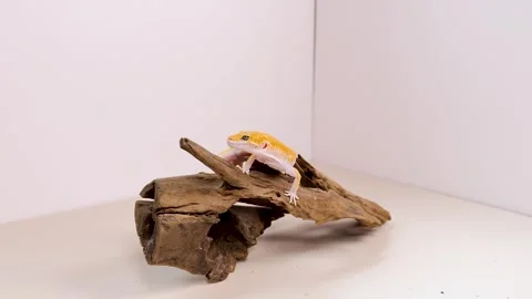 Leopard Gecko Exploring Wooden Perch in Studio Setting Stock Footage 311087467
