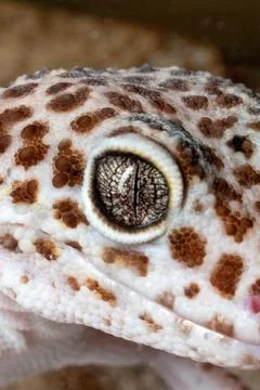 Leopard Gecko Eye: Macro Close-up of a Reptile's Gaze 스톡 사진