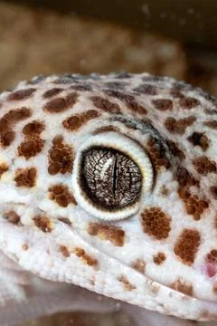 Leopard Gecko Eye: Macro Close-up of a Reptile's Gaze 스톡 사진