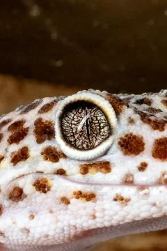 Leopard Gecko Eye: Macro Close-up of a Reptile's Gaze 스톡 사진