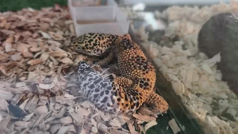 Leopard gecko Vídeos de archivo 341102942