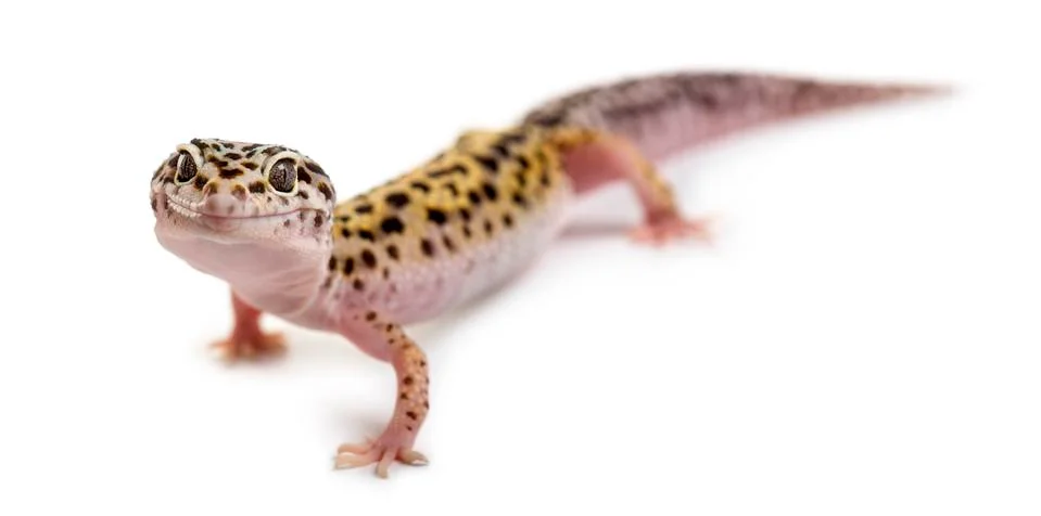 Leopard gecko in front of a white background Stock Photos