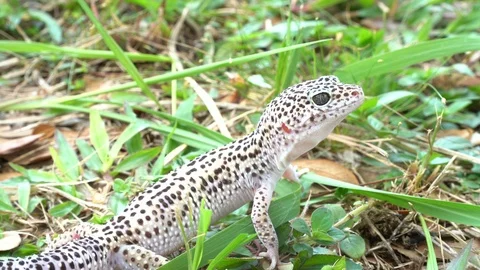 Leopard gecko on grass. Stock Footage 90231752