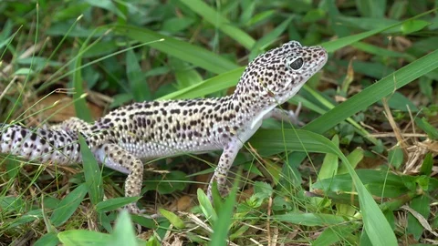 Leopard gecko on grass. Video stock 90231999