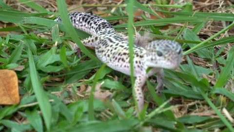 Leopard gecko on grass. Stock Footage 90232059