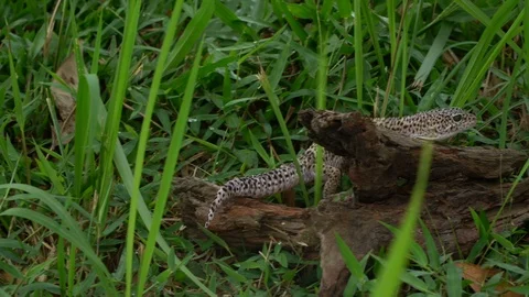 Leopard gecko on grass. Stock Footage 90232458