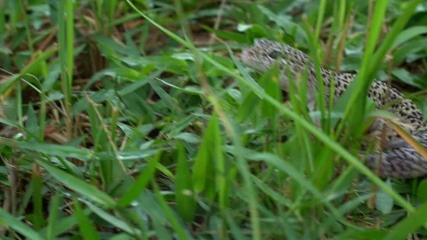 Leopard gecko on grass. Stock Footage 90232491