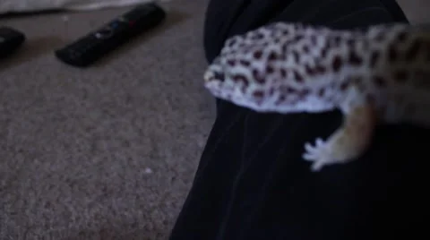 Leopard Gecko having a stroll Stock-Footage 43235904