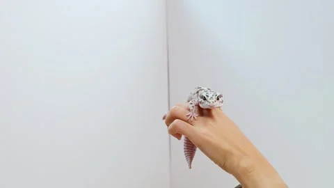 Leopard Gecko Held Against White Background Stock Footage 311422420