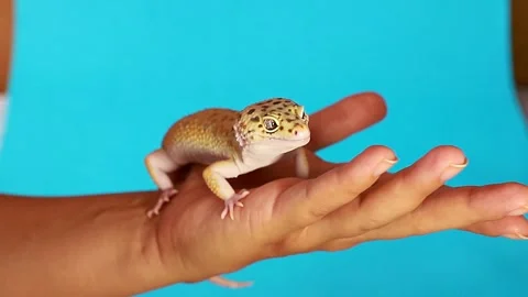 Leopard gecko on human hand, Small details and texture of a lizard Video stock 312648100