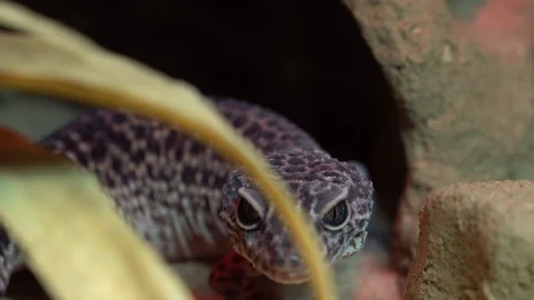 Leopard gecko hunting Stock Footage 104311990