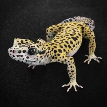 Leopard gecko Stock Illustration