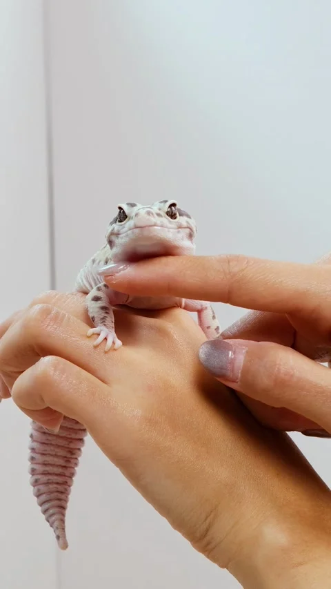 Leopard Gecko Interaction on Human Hand Vídeo Stock 311358524
