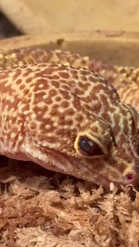 Leopard Gecko Licking Eye Close Up Stock Footage 332127883