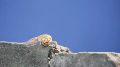 Leopard gecko lizard blue screen Stock Footage 318077417
