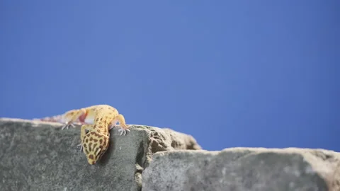 Leopard gecko lizard blue screen Stock Footage 318077454