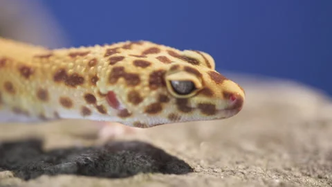 Leopard gecko lizard blue screen Stock Footage 318212649