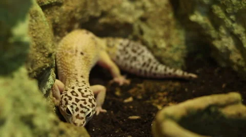 The Leopard Gecko Lizard Stock Footage 45235343