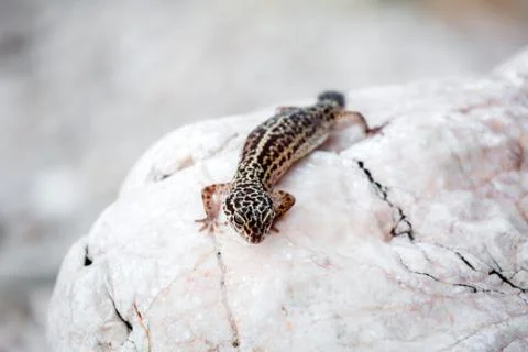 Leopard Gecko lizard on rocks Stock Photos