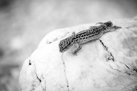 Leopard Gecko lizard on rocks Stock Photos