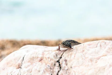 Leopard Gecko lizard on rocks Stock Photos