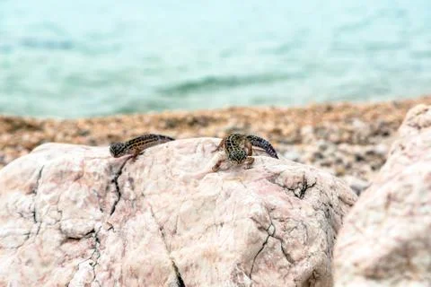 Leopard Gecko lizard on rocks Stock Photos