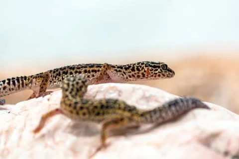 Leopard Gecko lizard on rocks Stock Photos