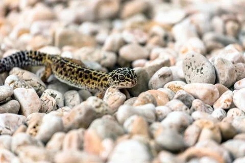 Leopard Gecko lizard on rocks Stock Photos