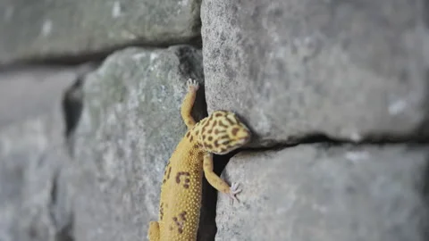 Leopard gecko lizard stone wall Stock Footage 318076934