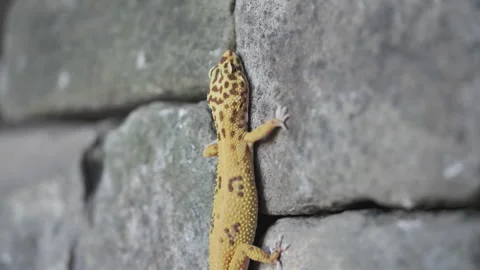 Leopard gecko lizard stone wall Stock Footage 318077421