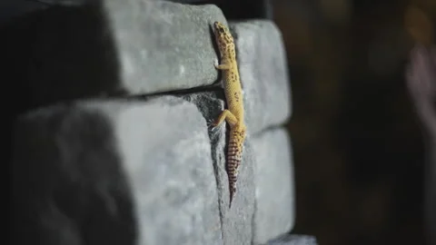 Leopard gecko lizard stone wall Stock Footage 318077455
