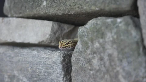 Leopard gecko lizard stone wall Stock Footage 318077905