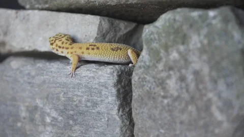 Leopard gecko lizard stone wall Stock Footage 318078303