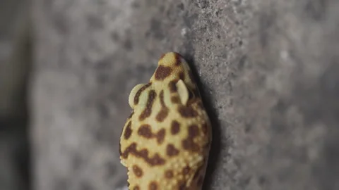 Leopard gecko lizard stone wall Stock Footage 318078520