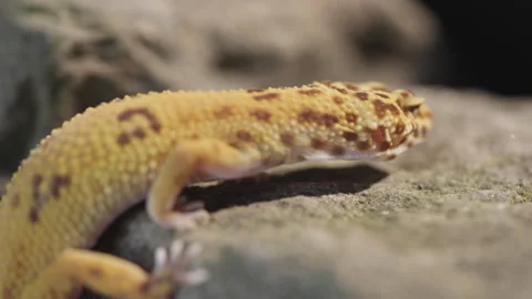 Leopard gecko lizard stone wall Stock Footage 318078596