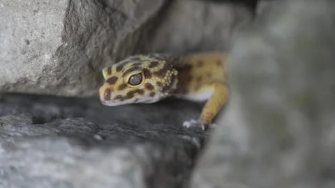 Leopard gecko lizard stone wall Stock Footage 318079309