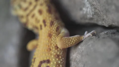 Leopard gecko lizard stone wall Stock Footage 318212877