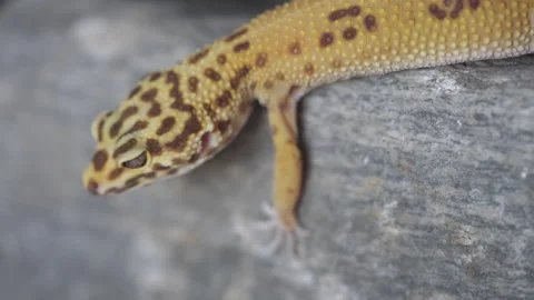Leopard gecko lizard stone wall Stock Footage 318212980