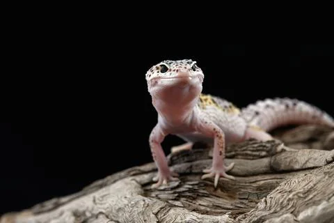 Leopard Gecko on Log Stock Photos
