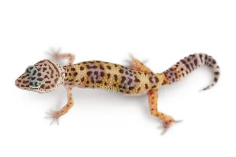 Leopard gecko or Eublepharis macularius isolated on white background with Stock Photos