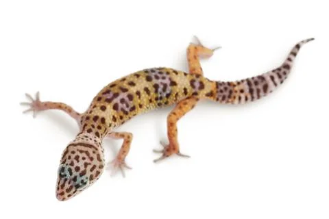 Leopard gecko or Eublepharis macularius isolated on white background with Stock Photos