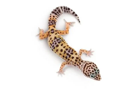 Leopard gecko or Eublepharis macularius isolated on white background with Stock Photos