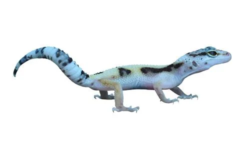 Leopard Gecko or Eublepharis macularius Stock Photos