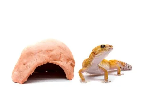Leopard gecko pet Stock Photos