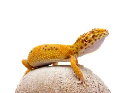 Leopard gecko pet Stock Photos